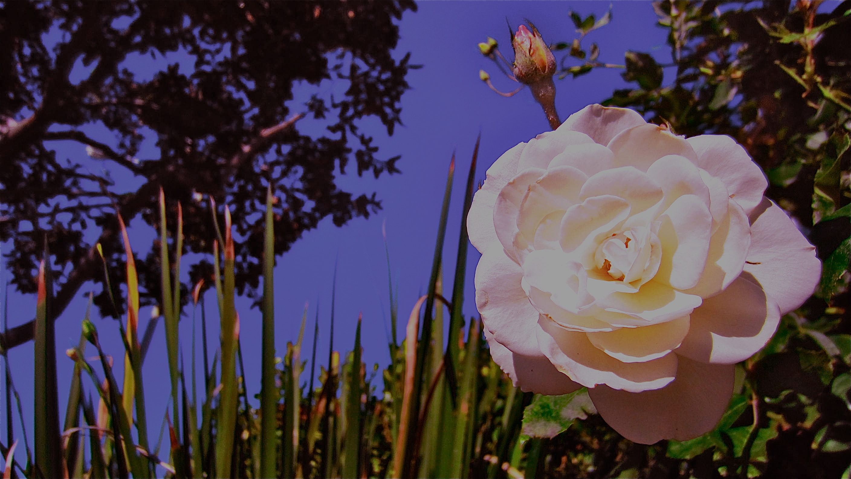 White Rose Turns Pastel Purple 