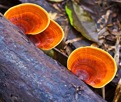 brown-reishi-mushroom-opt1